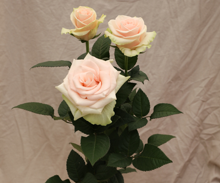 ROSE BR. SAMARKAND 60